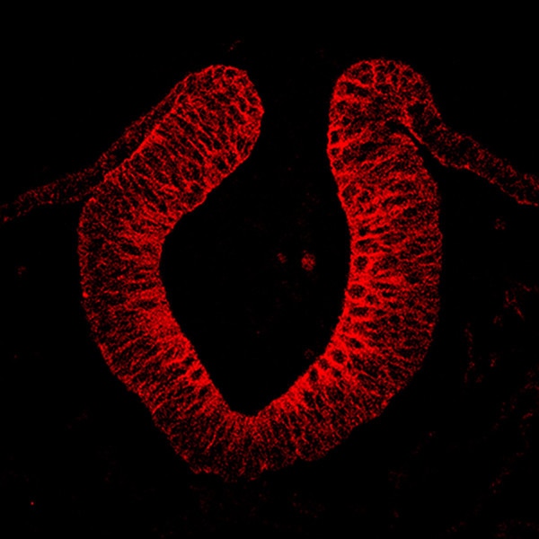 IF of 5ss chick embryo midbrain level cross-section stained with DSHB antibody P2C62C4 against ITGA6 (red). Image credit: PMID 26317350, Fig. 5A
